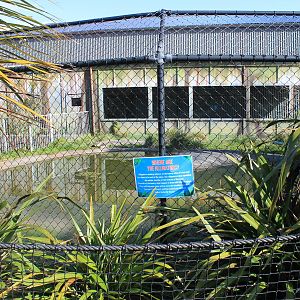 outdoors American Alligator enclosure