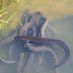 NZ Shortfin Eels
