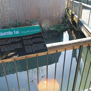 NZ Shortfin Eel pool