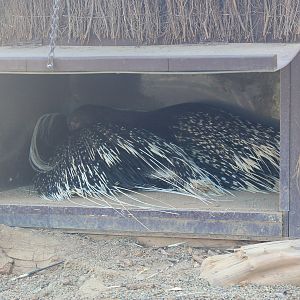 South African Crested Porcupines