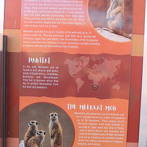 Meerkat signage