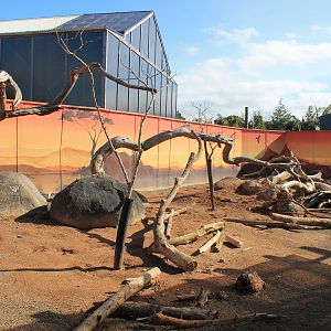 Meerkat / Crested Porcupine enclosure