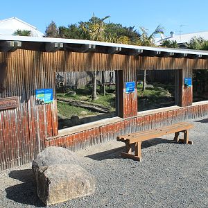 Small-clawed Otter enclosure