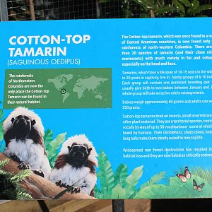 Cottontop Tamarin signage