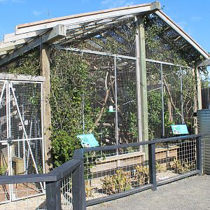 Cottontop Tamarin enclosure
