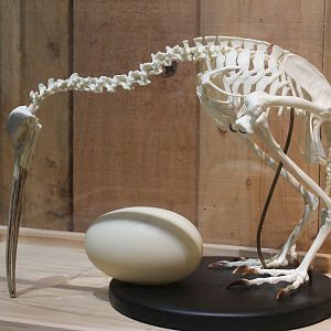 Kiwi House - kiwi skeleton and egg