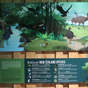Kiwi House - extinct NZ bird signage