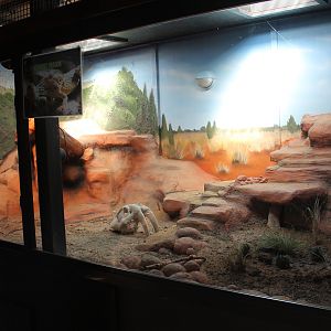 enclosures for Inland Bearded Dragons