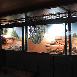 enclosures for Inland Bearded Dragons