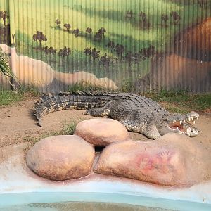 Saltwater Crocodile