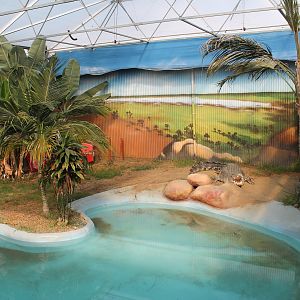 Saltwater Crocodile enclosure 2