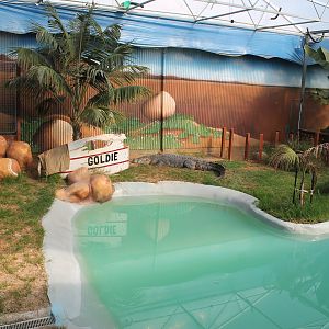 Saltwater Crocodile enclosure 1