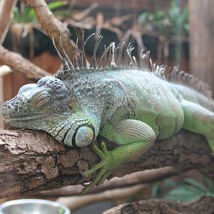 Green Iguana