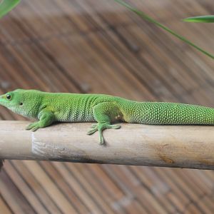 Madagascar Day Gecko