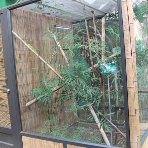 enclosure for Madagascar Day Gecko