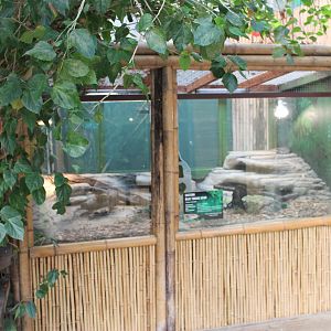 enclosures for Eastern Blue-tongue Skinks