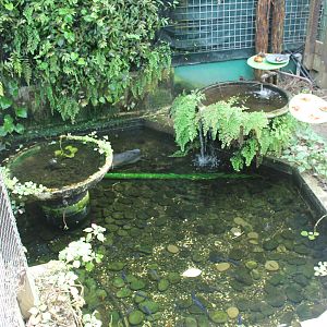pool in Butterfly House