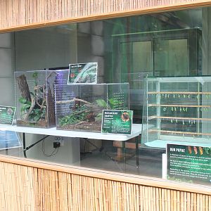 tanks for tarantulas and butterfly pupae