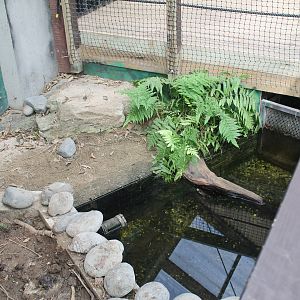 Red-bellied Turtle enclosure
