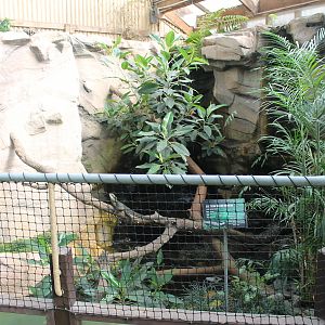 Eastern Water Dragon enclosure