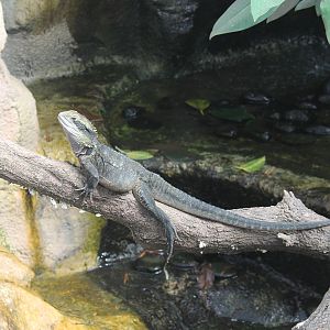 Eastern Water Dragon