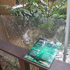 American Alligator enclosure