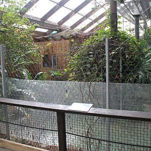 American Alligator enclosure