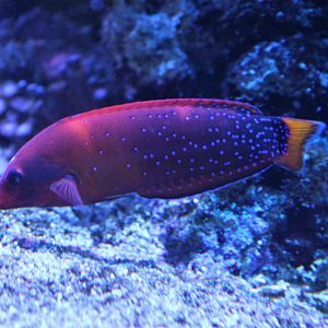 Red Coris Wrasse (Coris gaimardi)