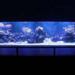 Tropical Marine Tank