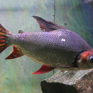 Flagtail Prochilodus