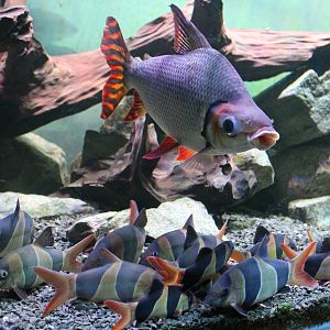 Flagtail Prochilodus and Clown Loaches