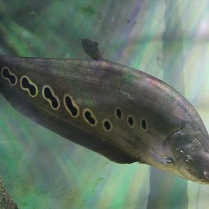 Clown Knifefish