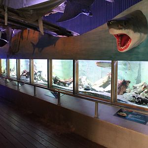 Freshwater tropical tank