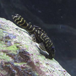 Is this a Mega Clown Pleco and if not what species?