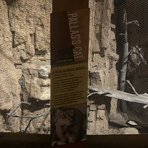 Desert’s Edge - Pallas’s Cat signage