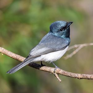 Leaden Flycatcher