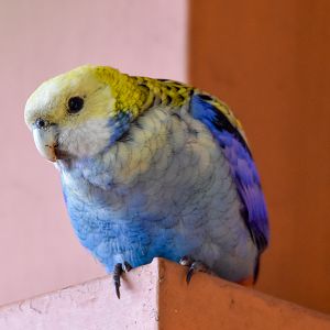 Pale-headed Rosella