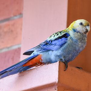 Pale-headed Rosella