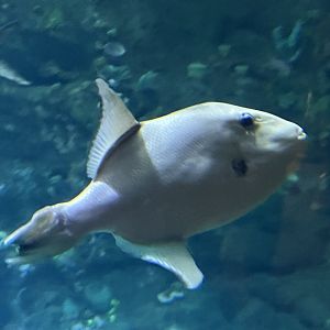 Ocean Triggerfish (Canthidermis sufflamen)