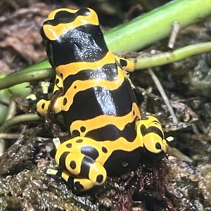 Yellow-Banded Poison Dart Frog (Dendrobates leucomelas)