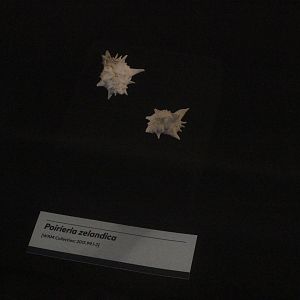 Shells of Poirieria zelandica, Whanganui Regional Museum