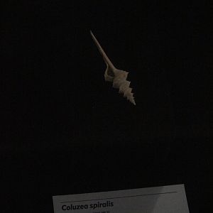 Shell of Coluzea spiralis, Whanganui Regional Museum