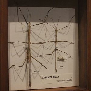Specimens of Giant Stick Insect, Whanganui Regional Museum