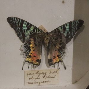 Specimen of Chrysiridia rhipheus, Whanganui Regional Museum