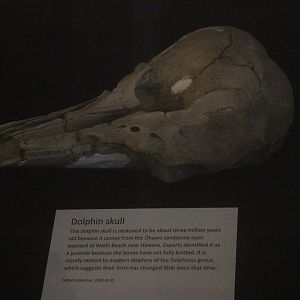 Fossil of Dolphin skull, Whanganui Regional Museum