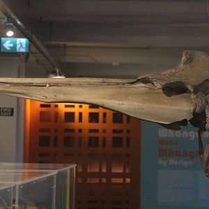 Skull of Beaked Whale, Whanganui Regional Museum