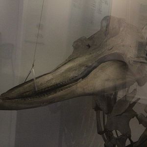 Skeleton of Shepherd's Beaked Whale, Whanganui Regional Museum