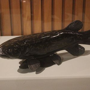 Model of Giant Kōkopu, Whanganui Regional Museum