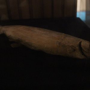 Taxidermy New Zealand Grayling, Whanganui Regional Museum