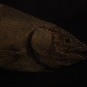 Taxidermy New Zealand Grayling, Whanganui Regional Museum
